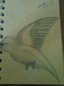 a sketch of a small bird in flight