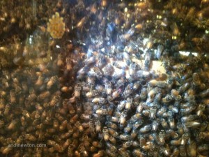 A bunch of bees in a hive