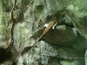 A bobcat lays on a ledge