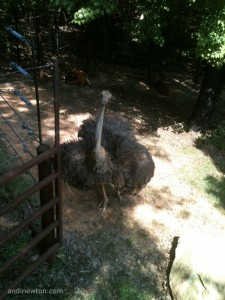 An ostrich with its wings spread