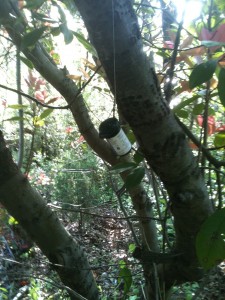 A film cannister hanging in a tree