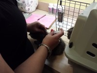 (Mostly) Wordless Wednesday: Up To Date Kittens!